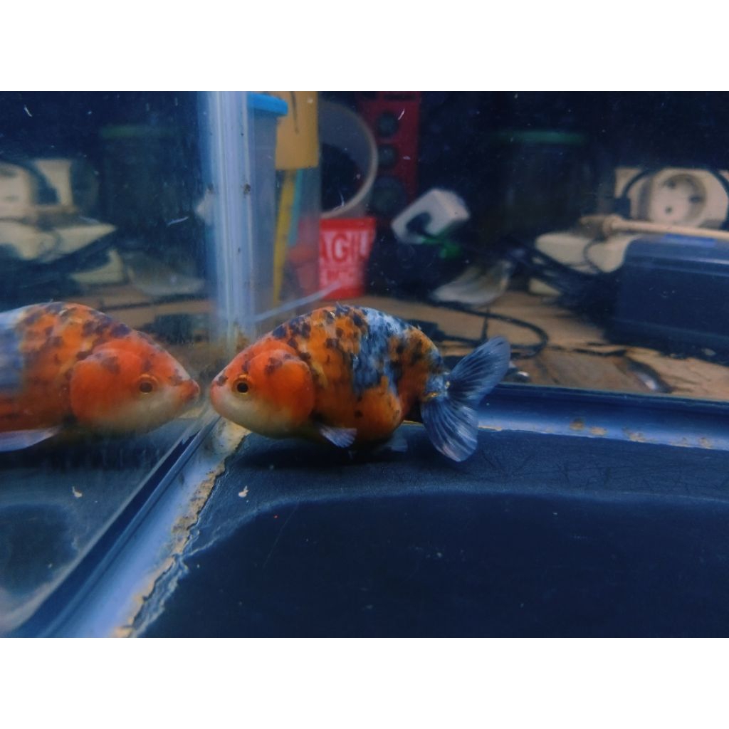 Jual koki ranchu lionchu calico sapi sapi an | Shopee Indonesia
