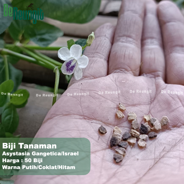Jual Biji Asystasia Gangetica 50 Pcs Rumput Jukut Bunga Israel Untuk Di ...