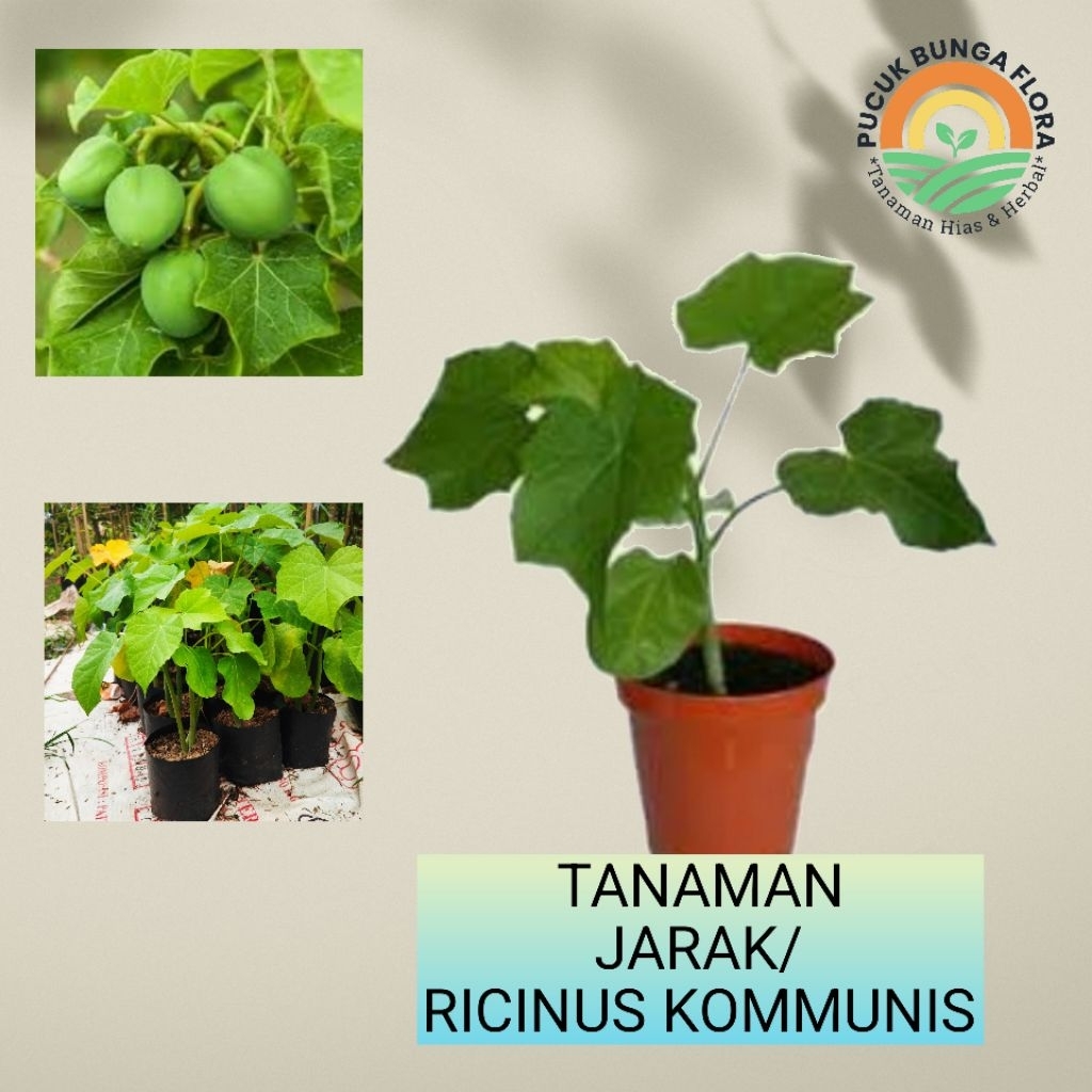 Jual Tanaman jarak bibit jarak tanaman ricinus kommunis jarak obak ...
