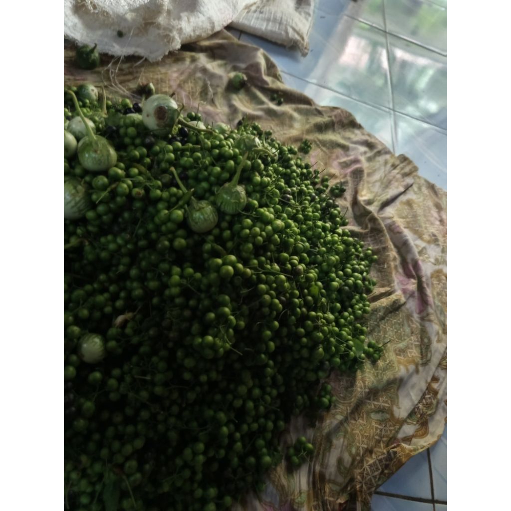 Jual buah sayuran rimbang lenca | Shopee Indonesia