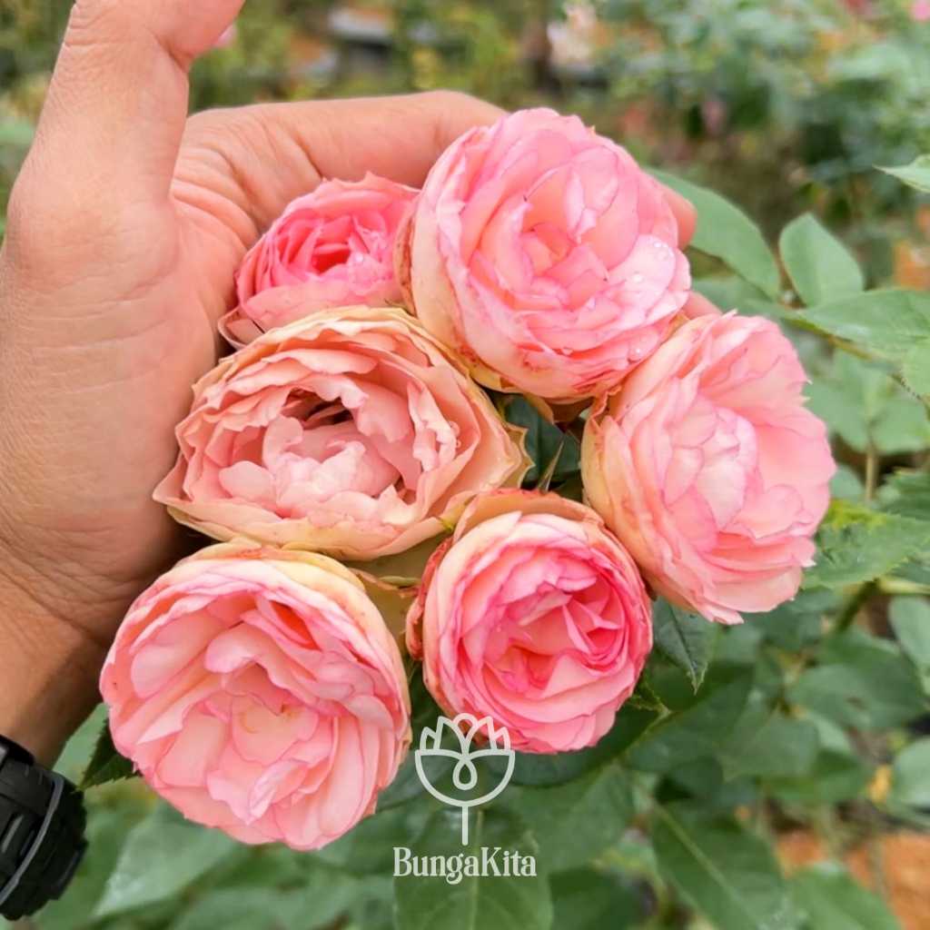 Produk BungaKita Bandung | Shopee Indonesia