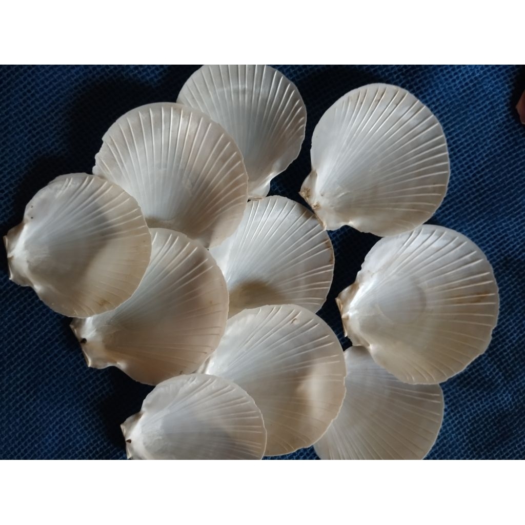 Jual cangkang kerang/cangkang kerang simping/cangkang kerang kipas ...