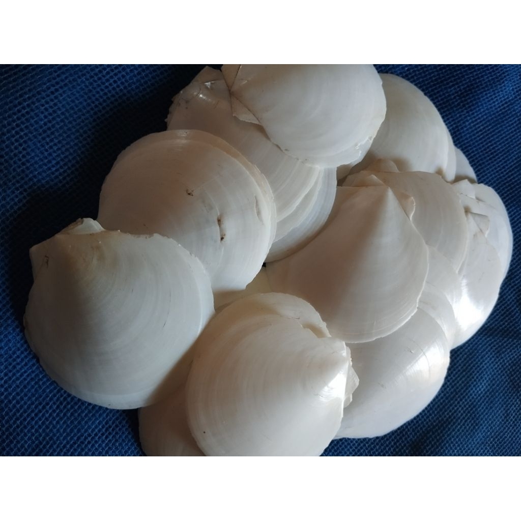 Jual cangkang kerang/cangkang kerang simping/cangkang kerang kipas ...