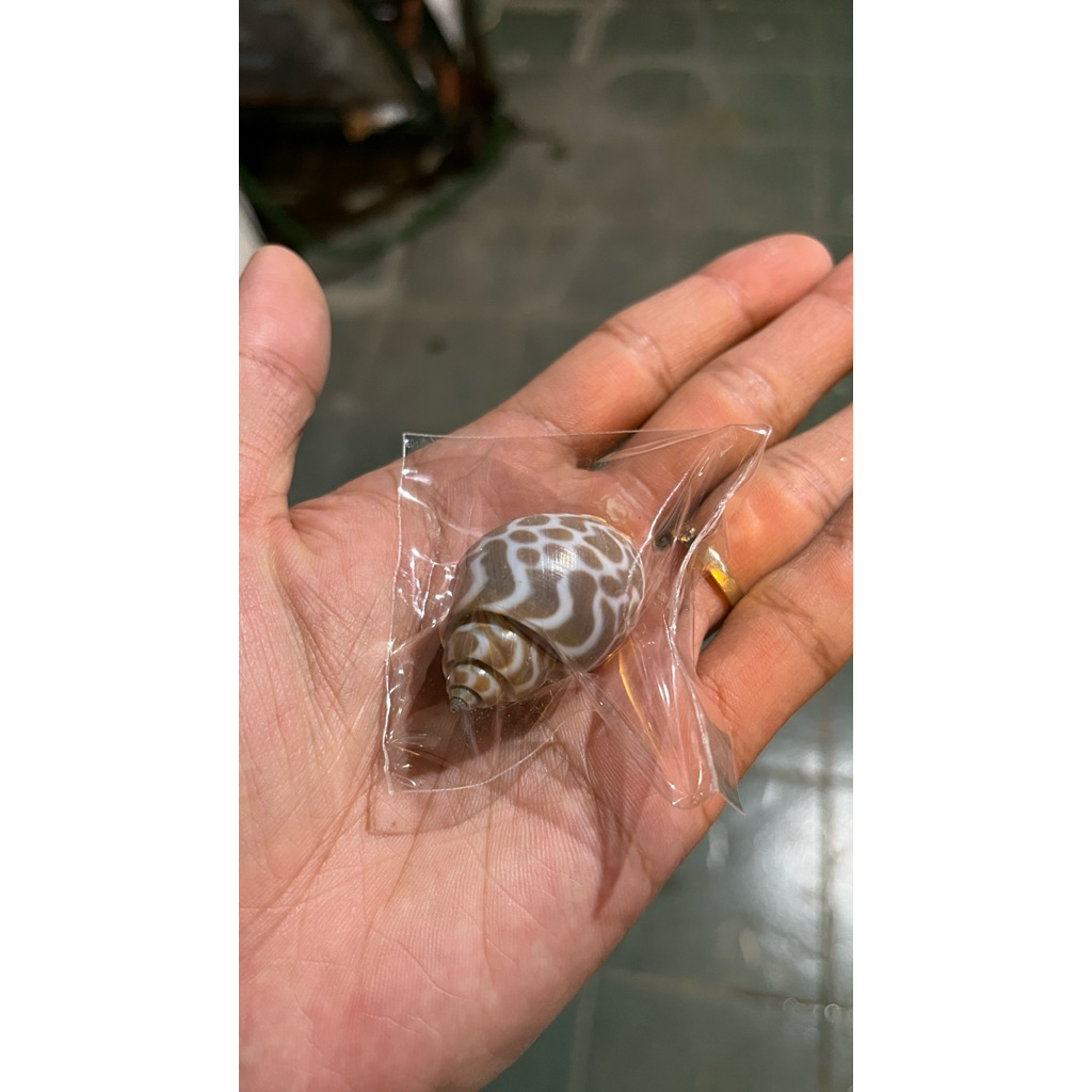 Jual souvernier cangkang kerang macan kerang macan berbagai ukuran ...