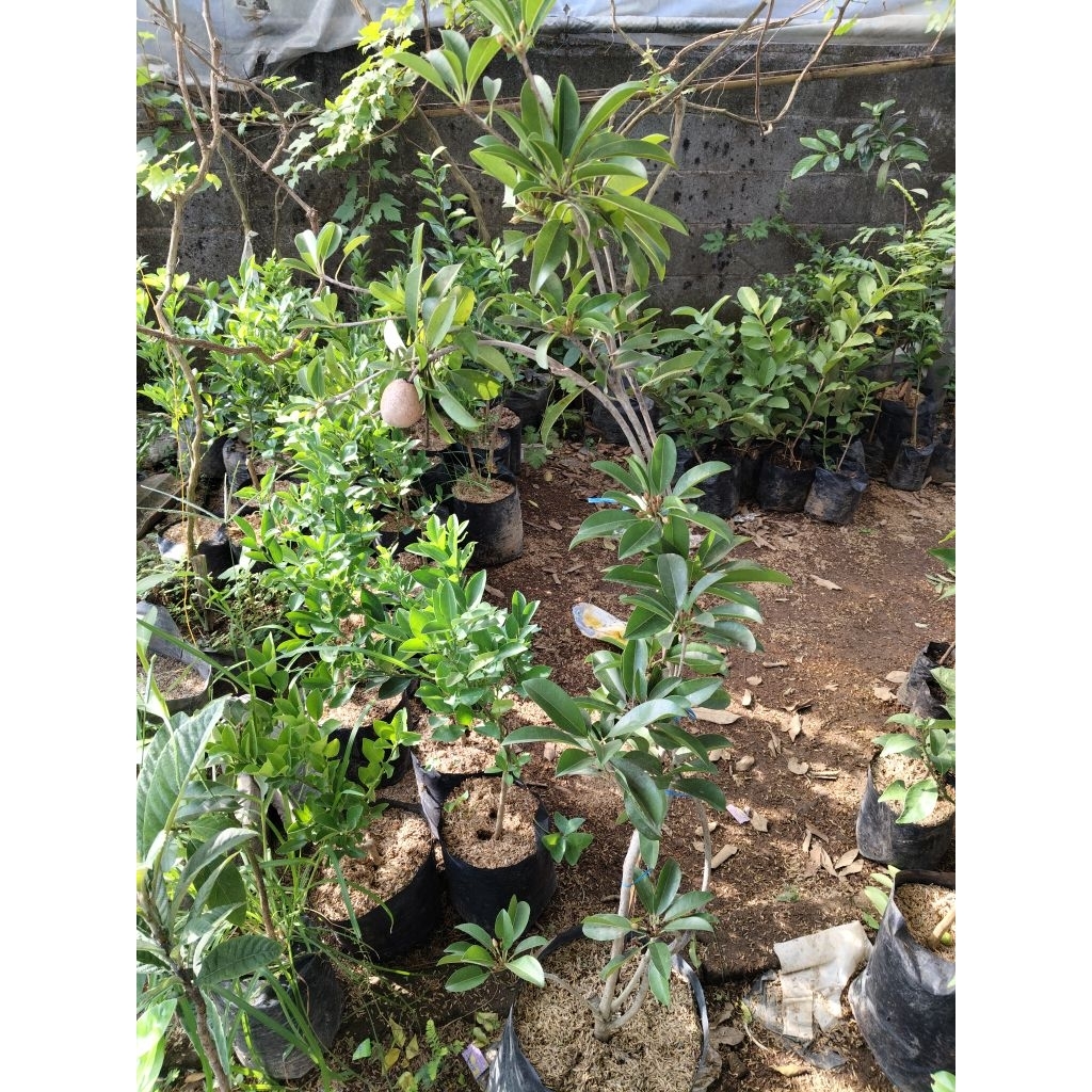 Jual INDUKAN SAWO JUMBO KONDISI BERBUNGA DAN BERBUAH TINGGI 1 METER UP ...