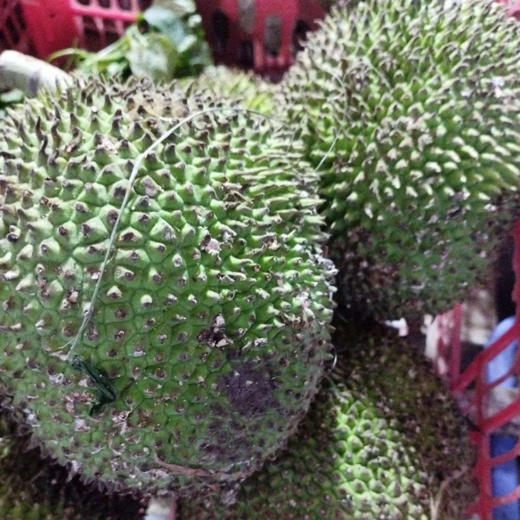 Jual Kluwih Terlengkap & Harga Terbaru Juni 2026 | Shopee Indonesia