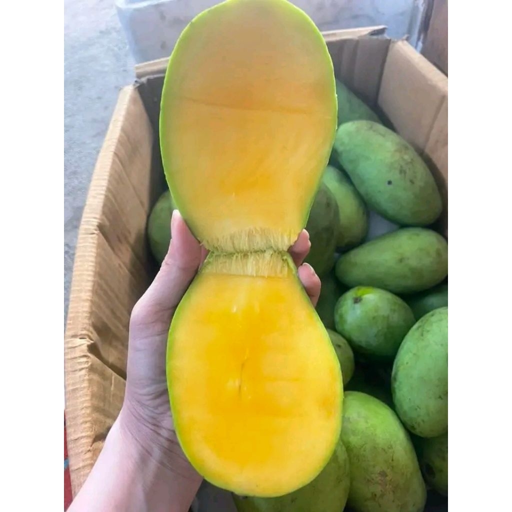Jual Mangga Harum Manis JUMBO/Mangga Golden 1kg | Shopee Indonesia