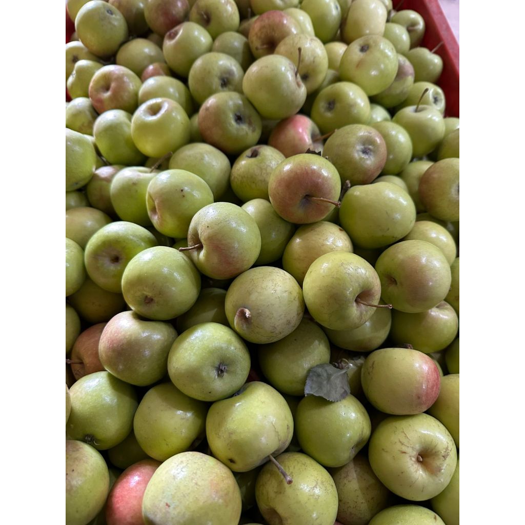 Jual Apel Manalagi Ukuran 18-22 1kg /Apel Malang/Apel Batu/ Apel fresh ...
