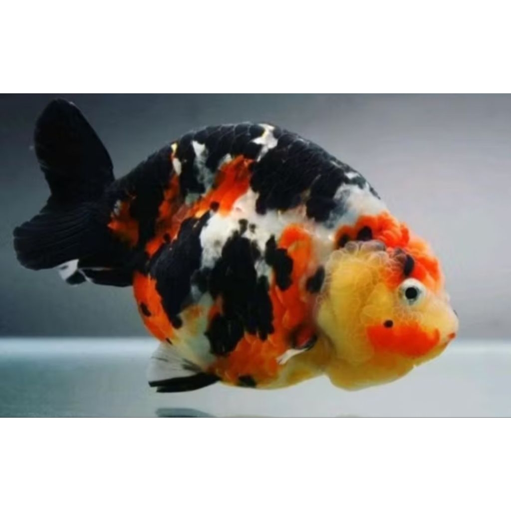 Jual IKAN HIAS MAS KOKI RANCU JUMBO SAPI PANCA WARNA GOOD QUALITY GRADE ...