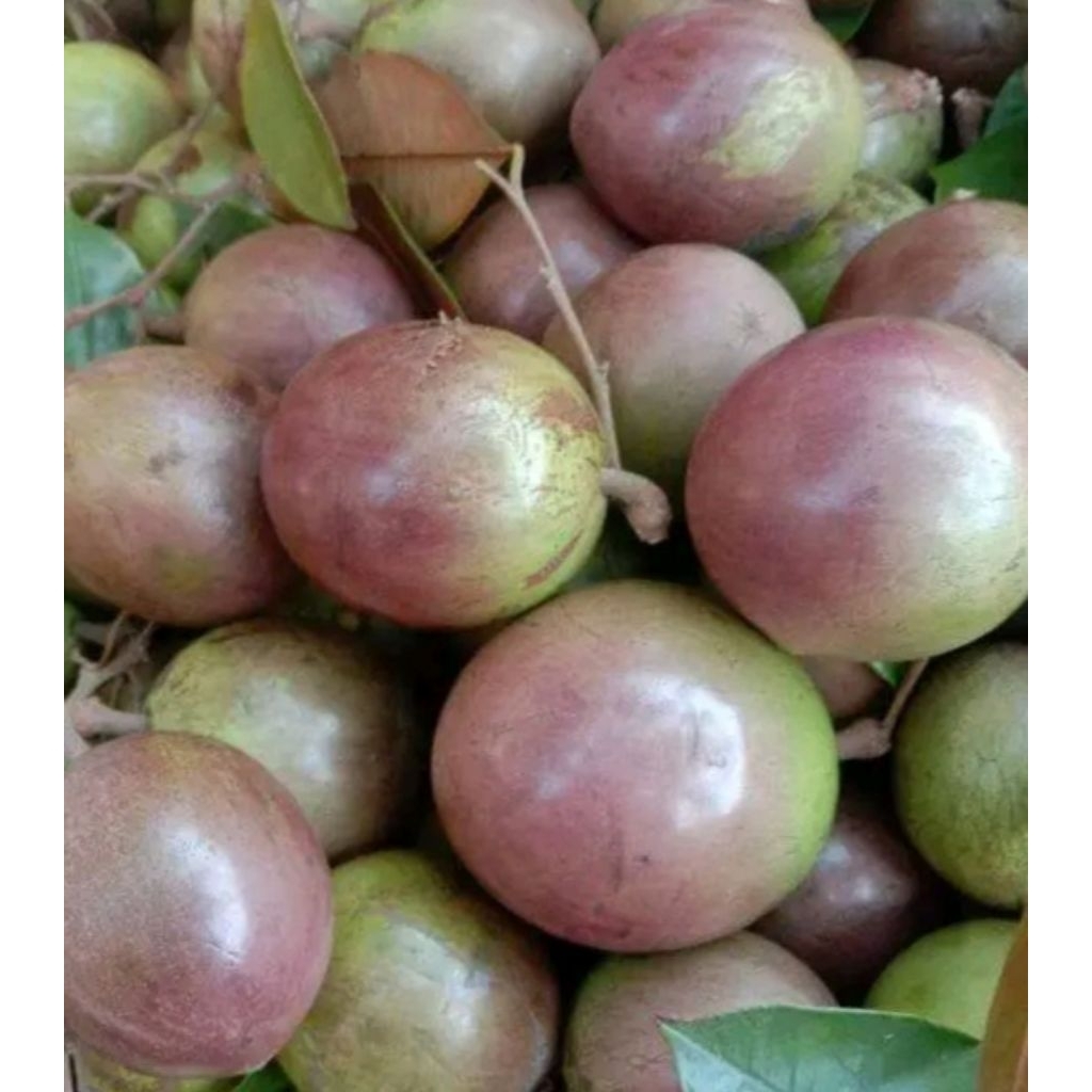 Jual Buah Kenitu Terlengkap & Harga Terbaru Agustus 2026 | Shopee Indonesia
