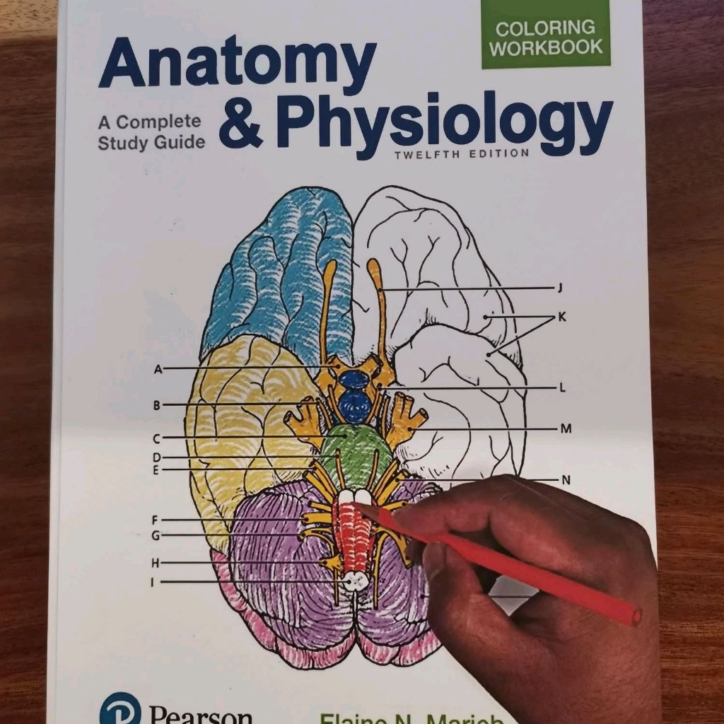 Jual Anatomy and Physiology Coloring Book | Shopee Indonesia