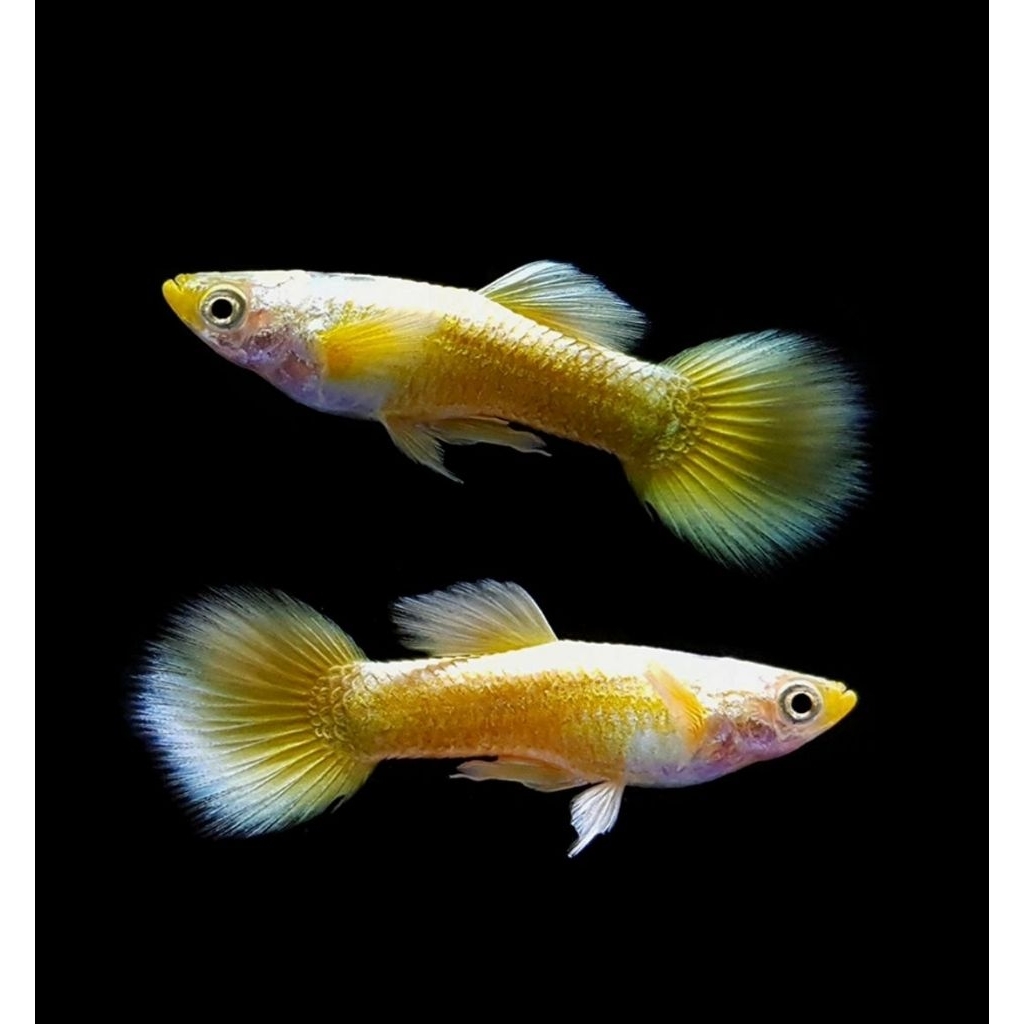 Jual Ikan Gapi Terlengkap & Harga Terbaru Juli 2026 | Shopee Indonesia