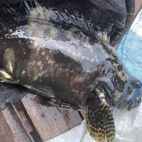 Jual Ikan Kerapu / Ikan Krapu / Ikan Kerapu 1Kg / Ikan Kerapu Segar ...