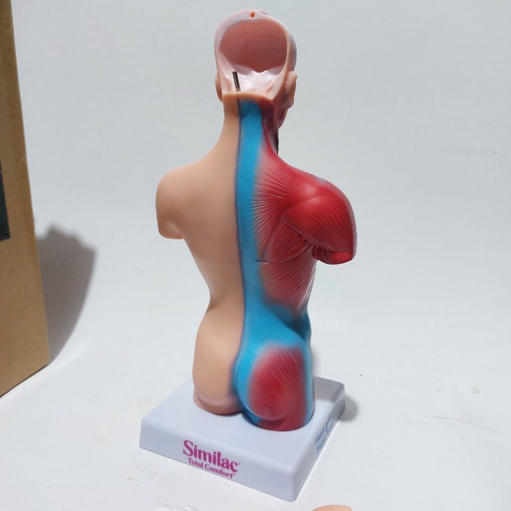 Jual SIMILAC Human Body Anatomy model Exclusive similac happy gut happy ...