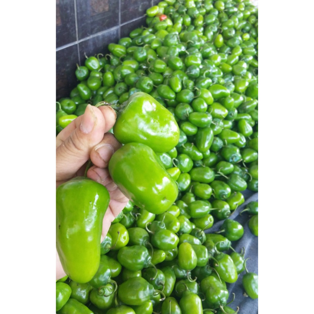 Jual CABE GENDOT 1KG / CABE BENDOT 1KG / CABAI GENDOT FRESH SEGAR ...