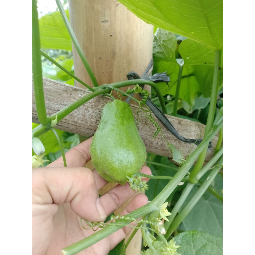 Jual Labu Siam baby( Acar) 1kg | Shopee Indonesia