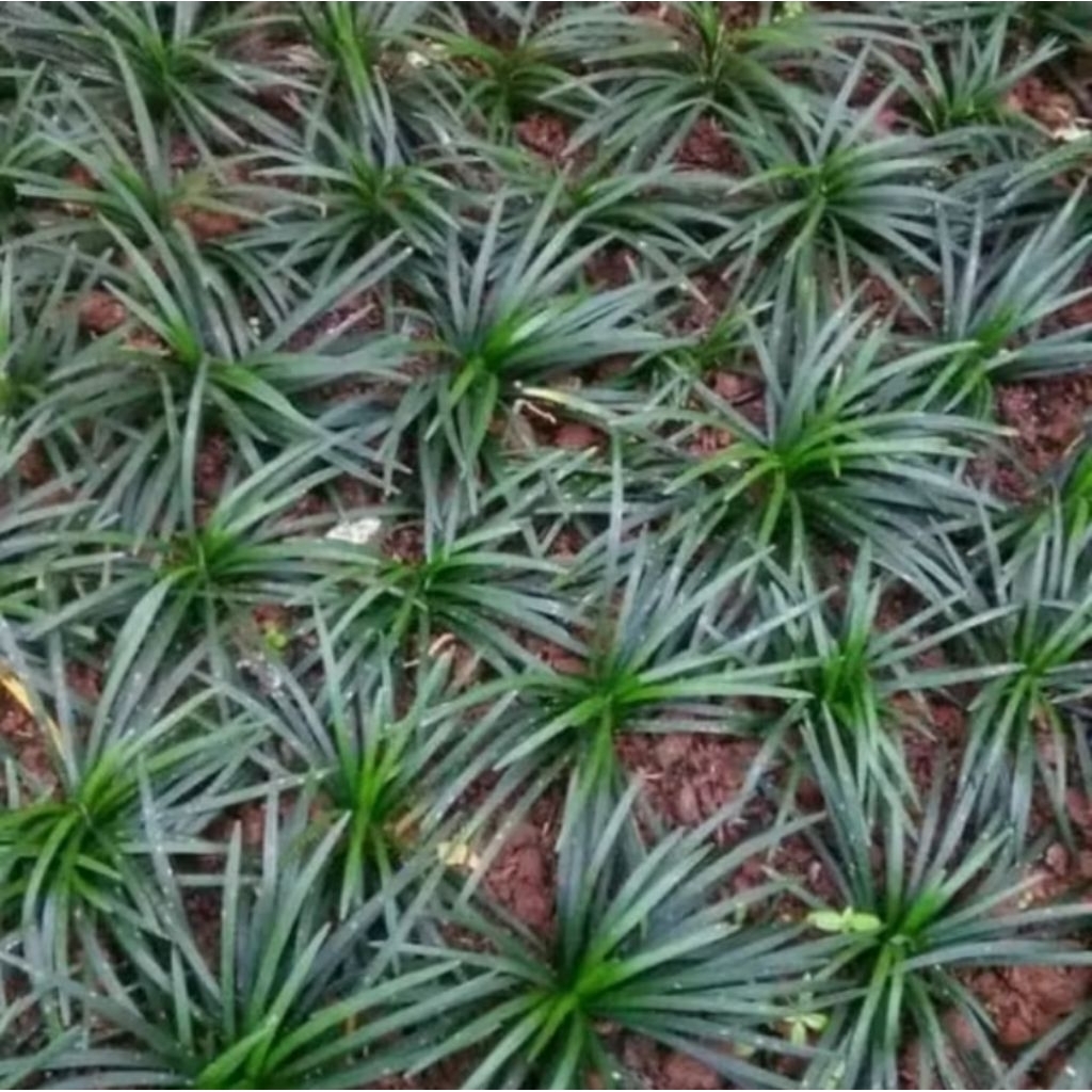 Jual tanaman rumput kucai mini paket 10 pohon | Shopee Indonesia