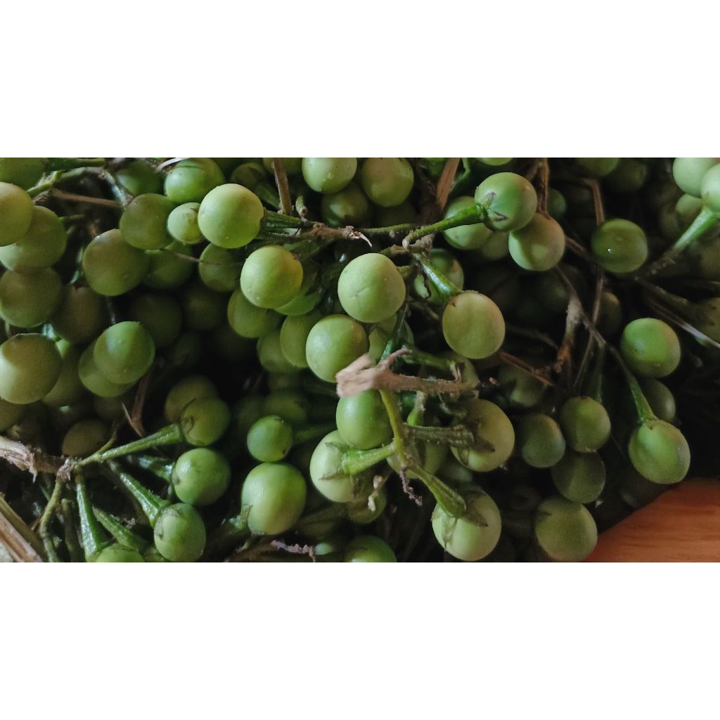 Jual Rimbang / Takokak 250 gram | Shopee Indonesia