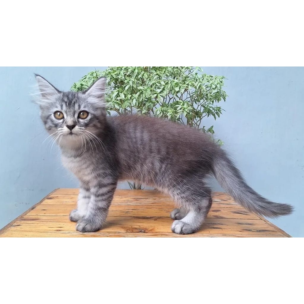Jual KUCING PERSIA MEDIUM JANTAN 2 BULAN SILVER TABBY | Shopee Indonesia