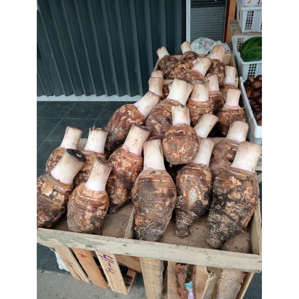 Jual PROMO! Talas Bentul TALAS BOGOR TALAS PAPUA PRATAMA Pulen Dan ...