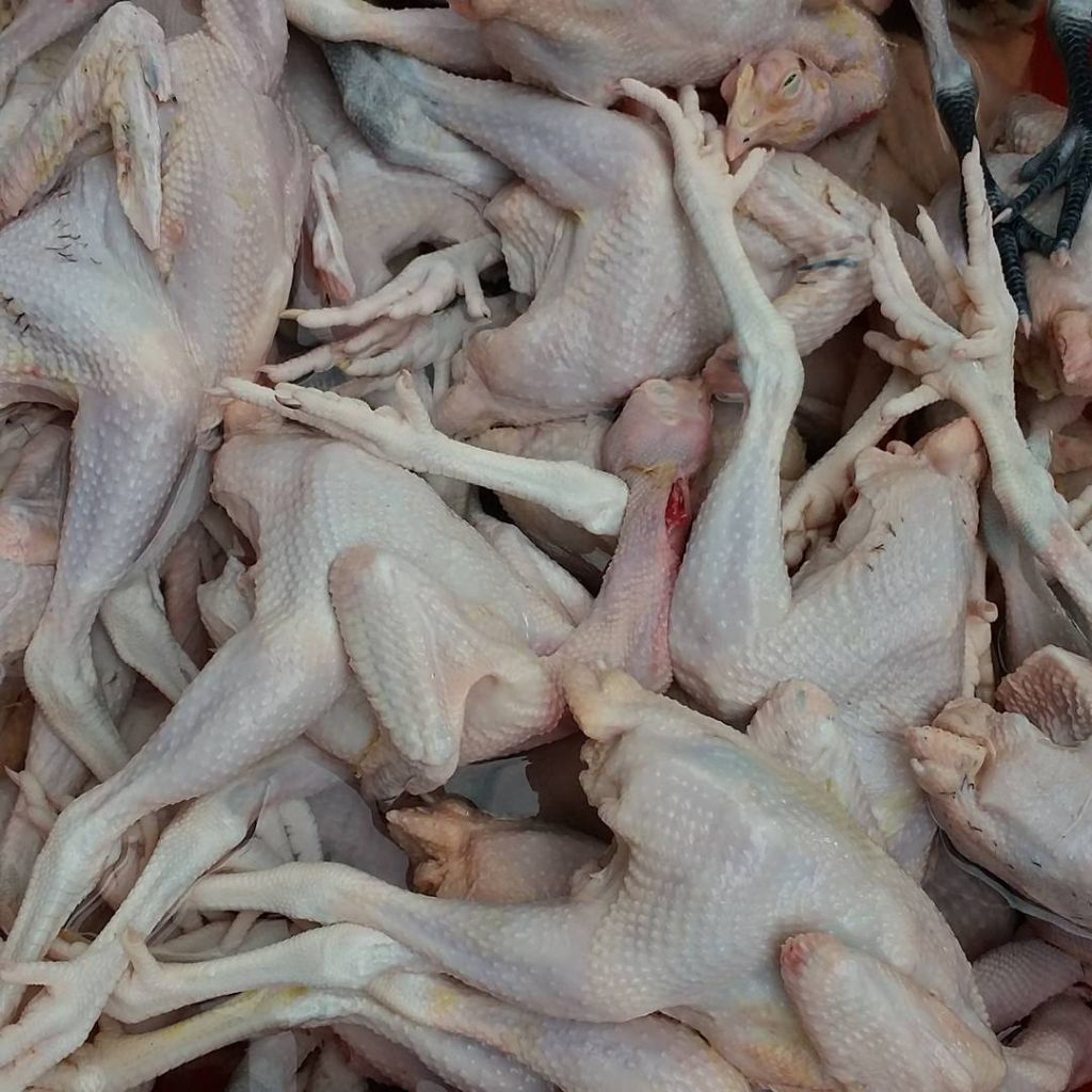 Jual Karkas Daging Ayam Kampung | Shopee Indonesia