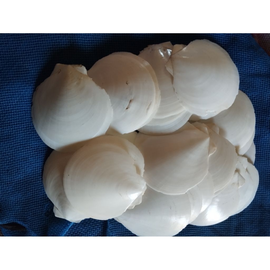 Jual cangkang kerang simping/cangkang kerang kipas putih 500gram ...