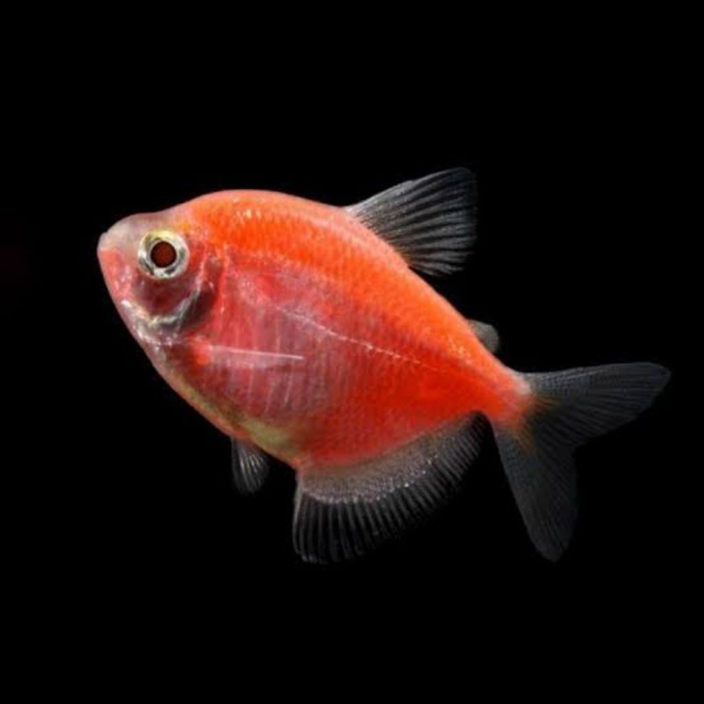 Jual ikan hias tetra size L & XL( ikan warna) | Shopee Indonesia