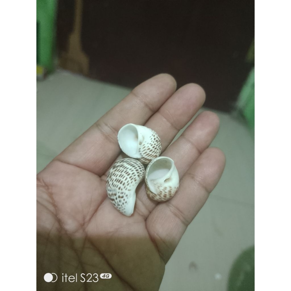 Jual kerang buteng lorek ukuran s | Shopee Indonesia