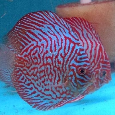 Jual Discus Red Tiger / Discus aquascape ikan hias air tawar | Shopee ...