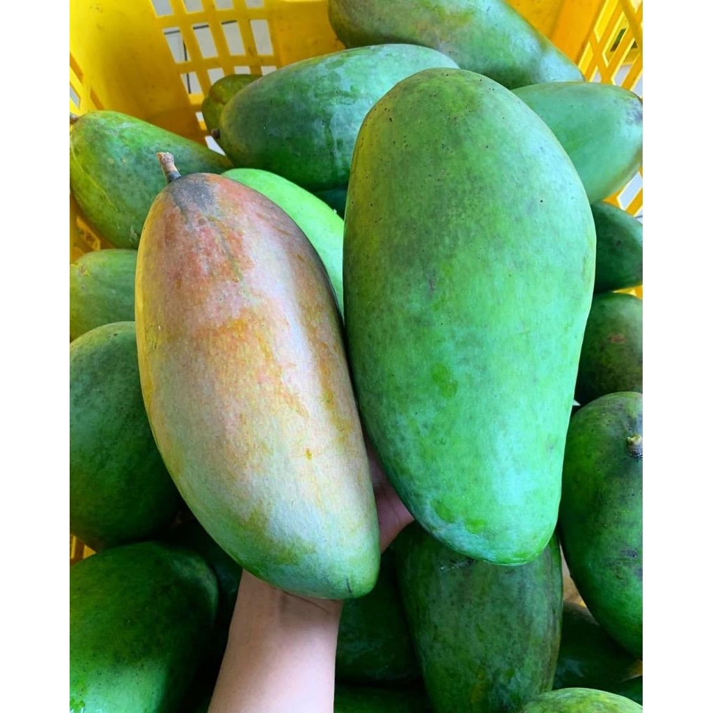 Jual Mangga kiojay mengkel(mulai langka) | Shopee Indonesia