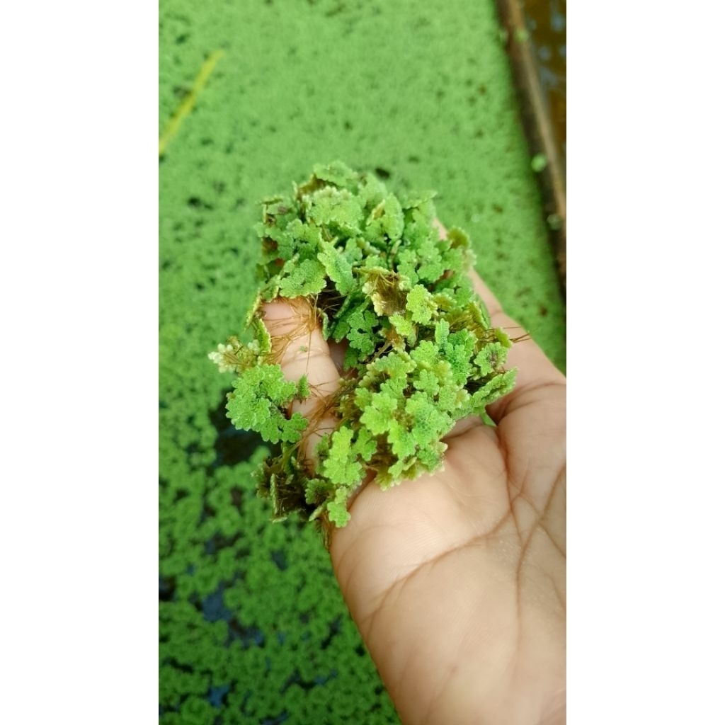 Jual azolla 5kg | Shopee Indonesia