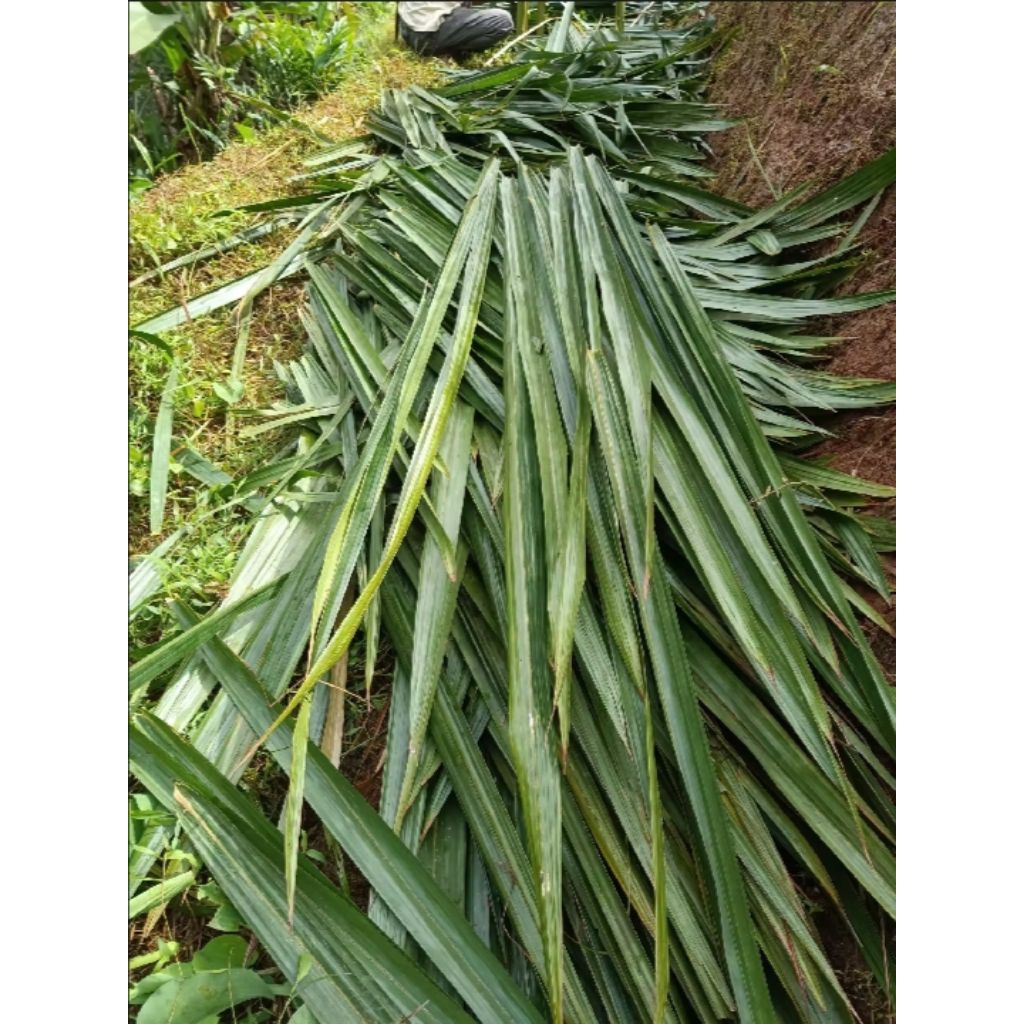 Jual bahan atap sunda daun kirai alias rumbia /100 lembar daun | Shopee ...