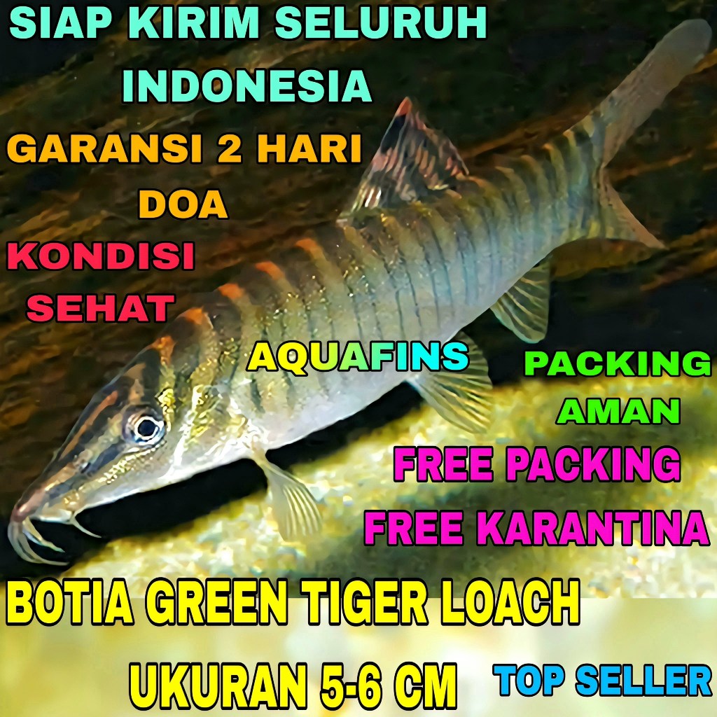 Jual HIASAN BOTIA GREEN TIGER LOACH SYNCROSSUS HYMENOPHYSA UKURAN 5-6 ...