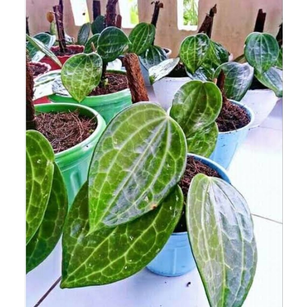 Jual Daun sirih raja segar alami dari hutan 250 gram | Shopee Indonesia