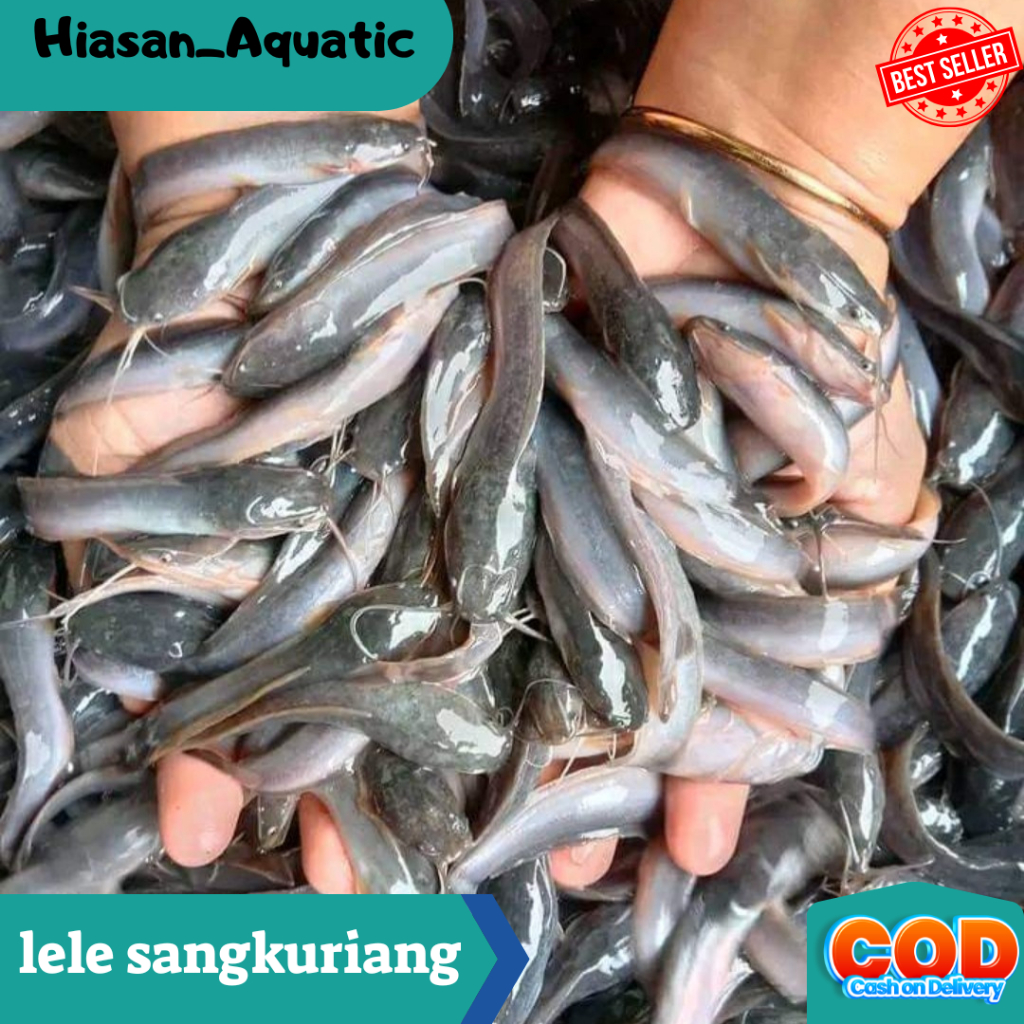 Jual ISI 75 Lele Sangkuriang Cepat Besar / Benih Lele Jumbo Berkualitas ...