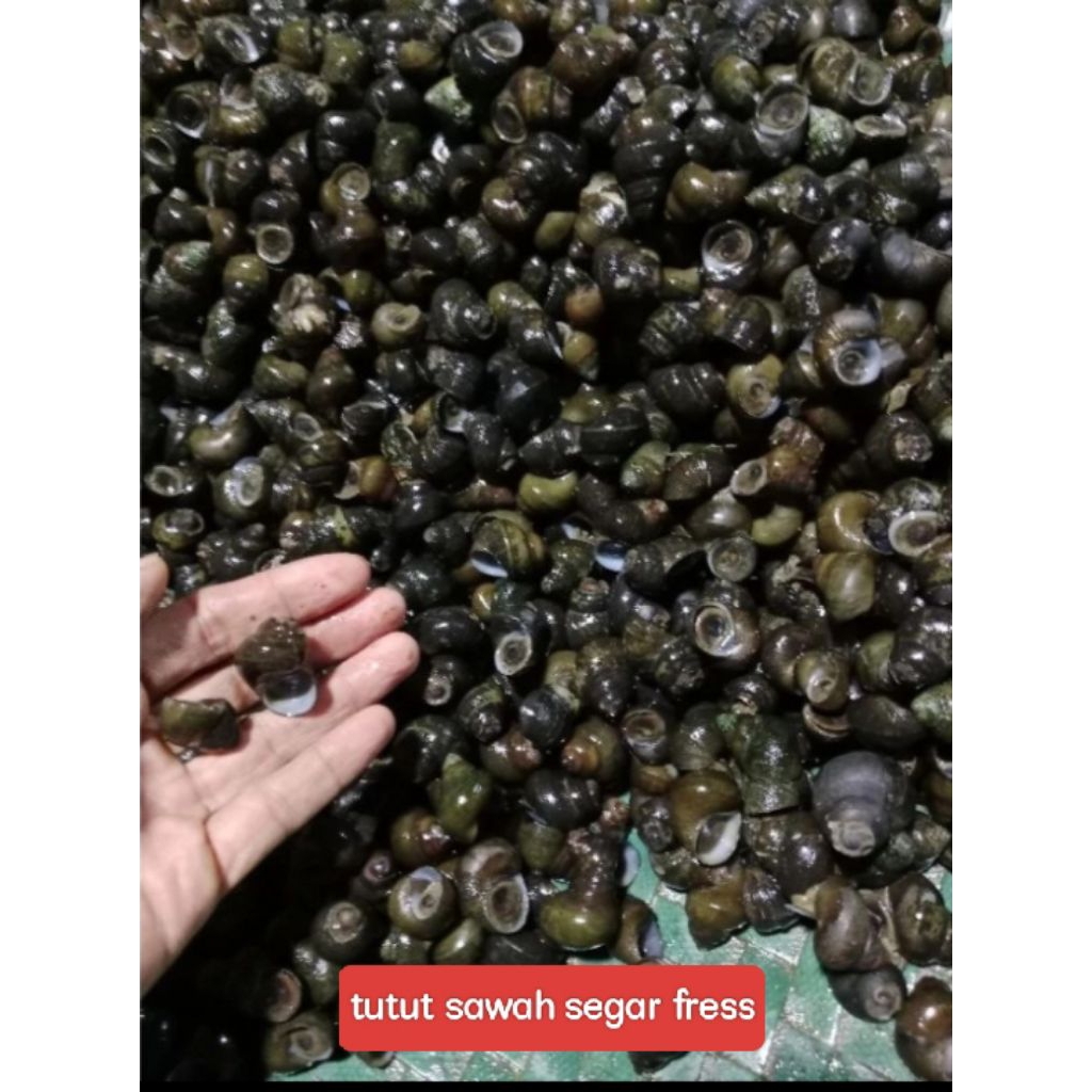Jual TUTUT SAWAH ATAU SIPUT SAWAH SEGAR FRESS 1 KG | Shopee Indonesia