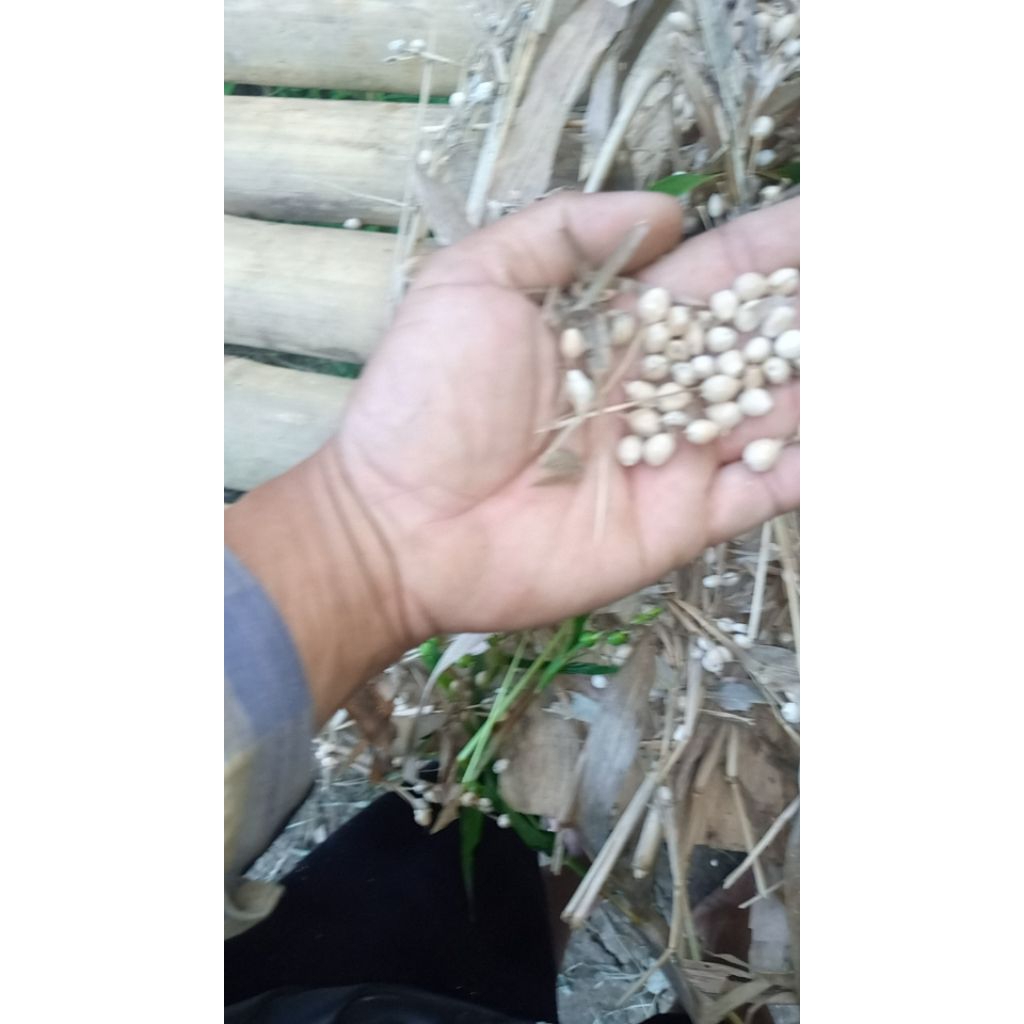 Jual Gabah padi hajeli atau bibit hajeli perliter | Shopee Indonesia