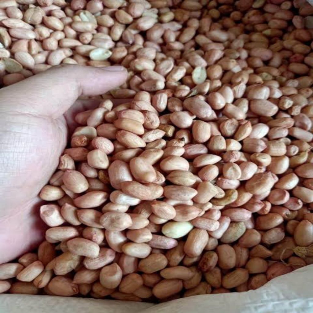 Jual Harga Kacang Tanah 1 Kg Terlengkap & Harga Terbaru Oktober 2026 ...