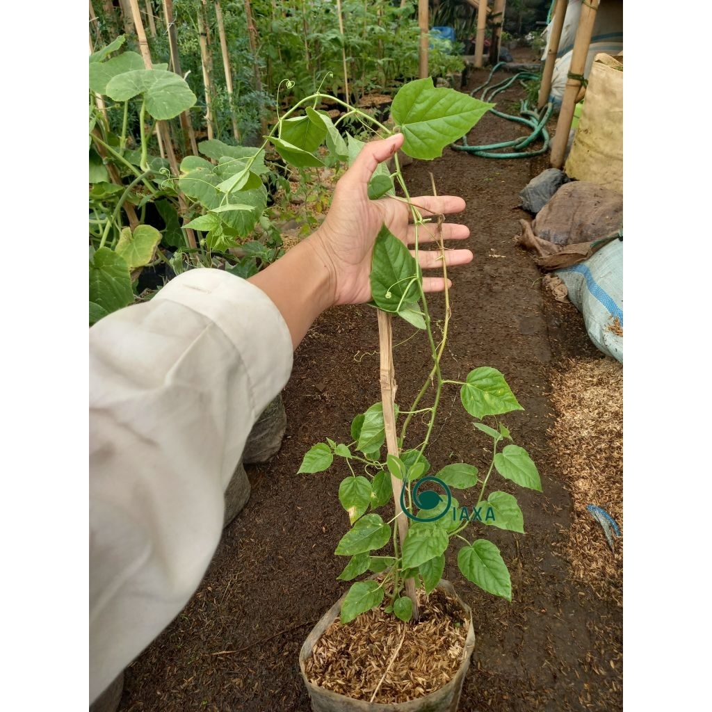 Jual Tanaman Buah Rambusa Markisa Kecil Manis Merambat genus passiflora ...