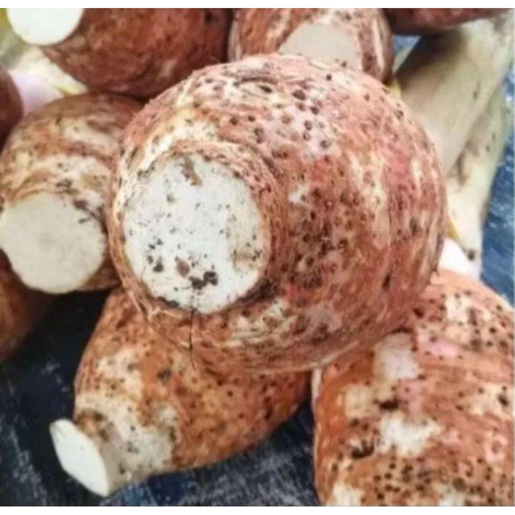 Jual Talas Bogor , Talas Ungu jumbo 1,8 sampay 2kg | Shopee Indonesia