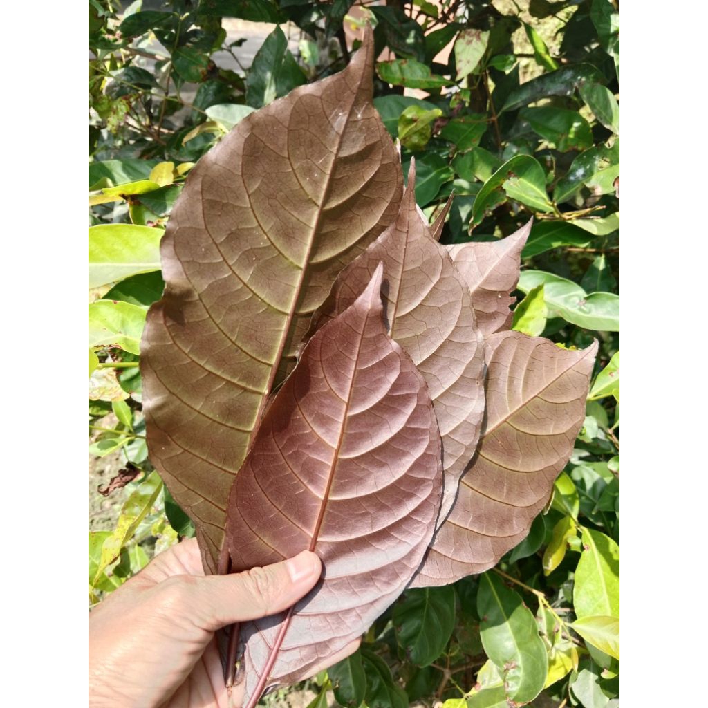 Jual daun ungu segar / daun handeuleum isi 50 lembar | Shopee Indonesia
