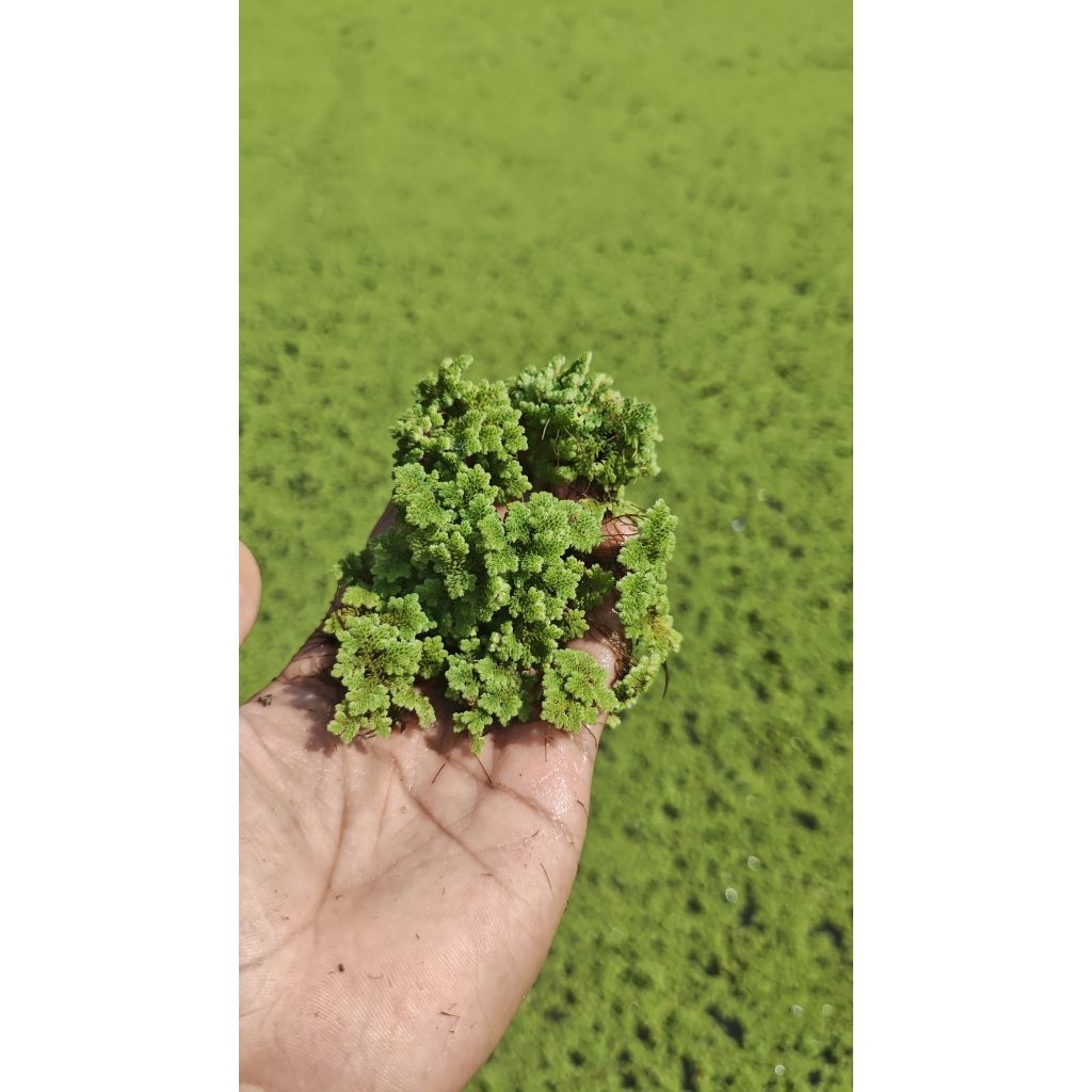 Jual BIBIT AZOLLA SUPER KEMASAN 2KG | Shopee Indonesia
