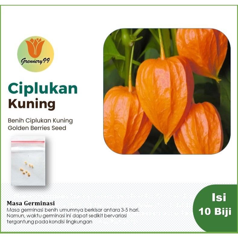 Benih Ciplukan Kuning Golden Berries Bibit Tanaman Buah Buahan Unggul Psysalis Morel Berry