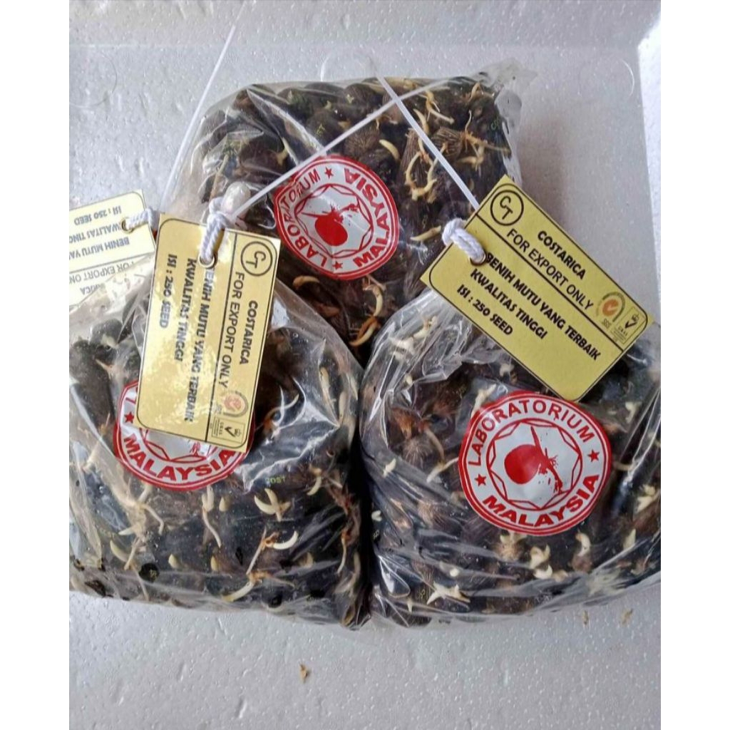 Jual Kecambah Benih Kelapa Sawit DXP Costarika Oil Palm Seed ...