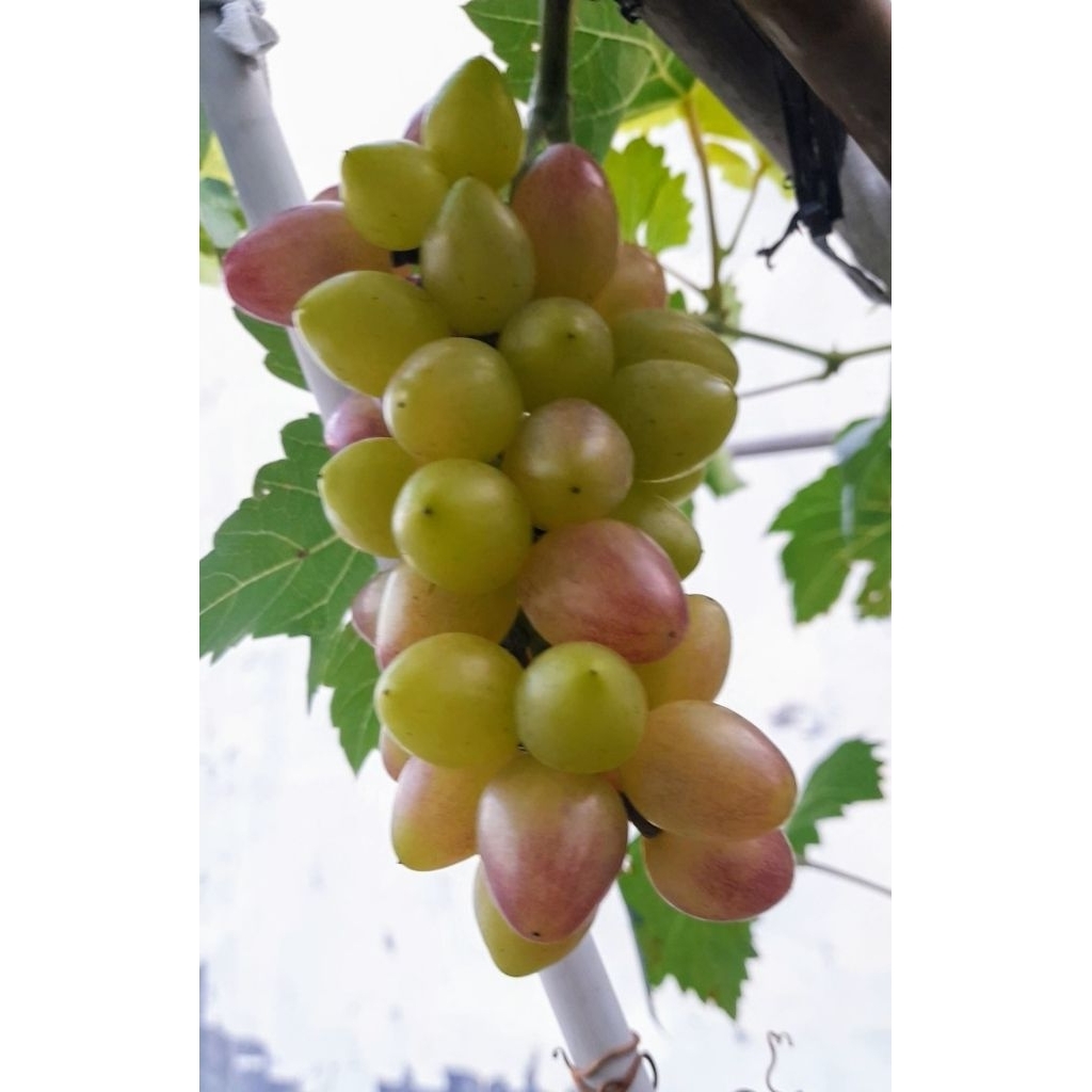 Jual Entres Anggur Import Super Valid 100 % Hasil Kebun Pribadi ...