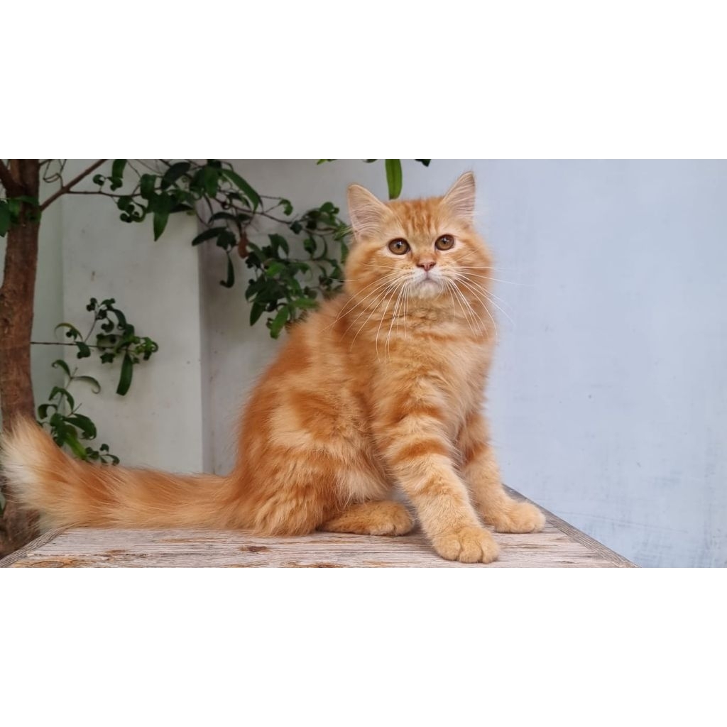 Jual KUCING PERSIA MEIDUM JANTAN 4 RED MARBLE | Shopee Indonesia