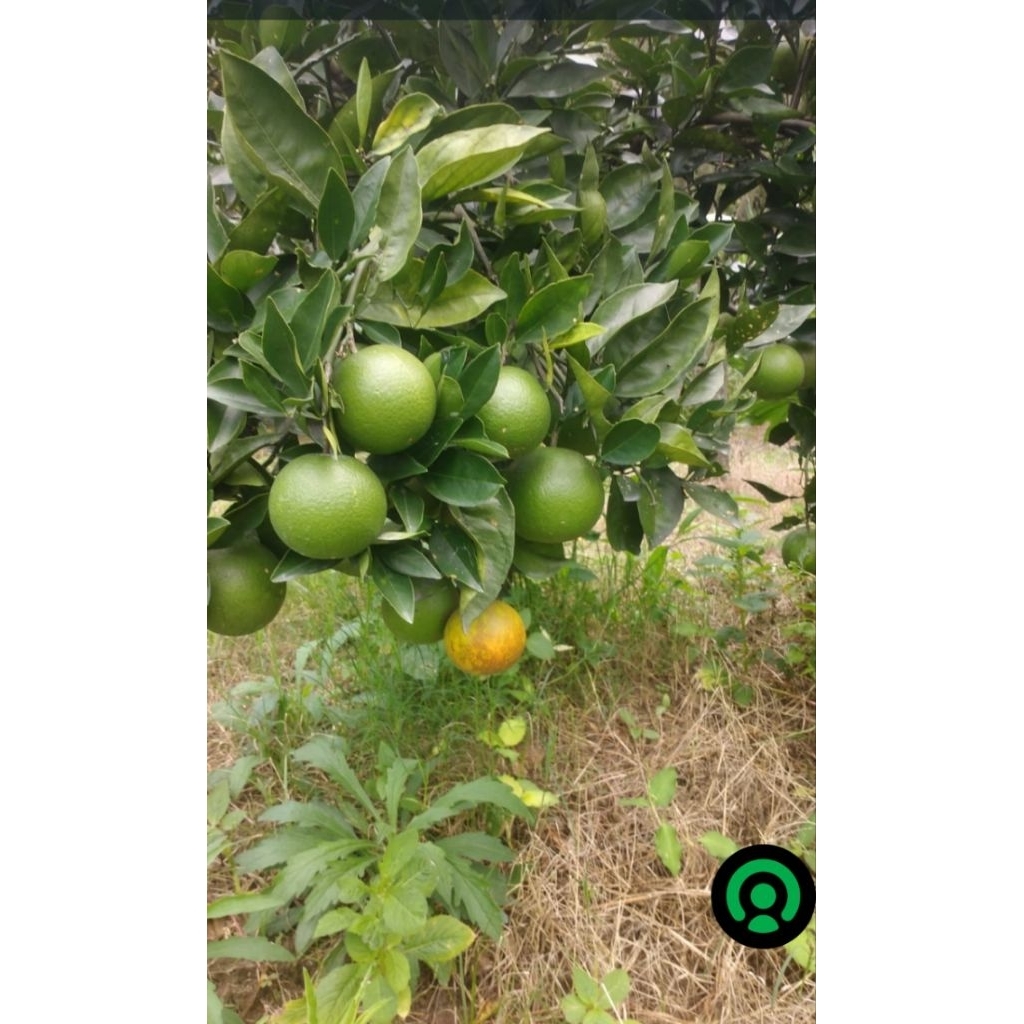 Jual Jeruk Peras Manis/Baby Java full manis tanpa pemanis buatan 1000g ...