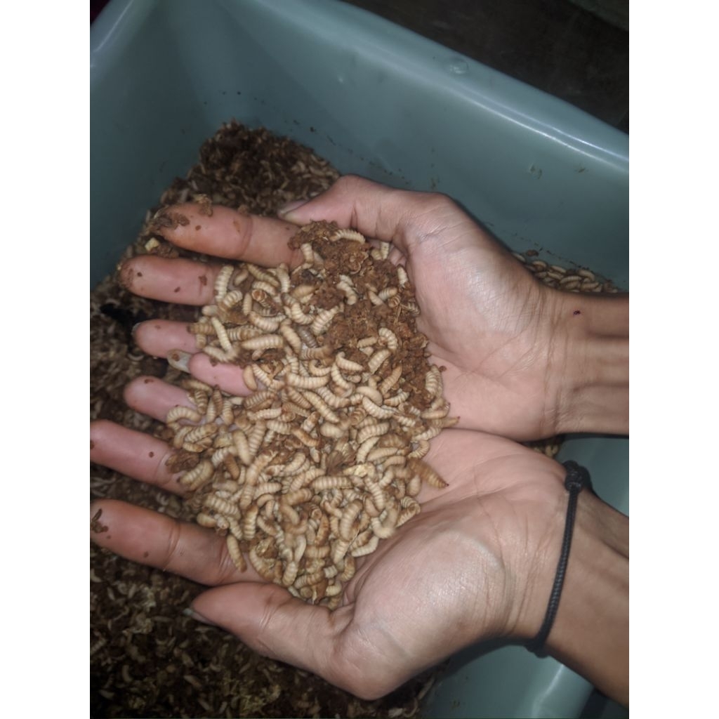 Jual Maggot Fresh Kemasan 100 gram | Shopee Indonesia