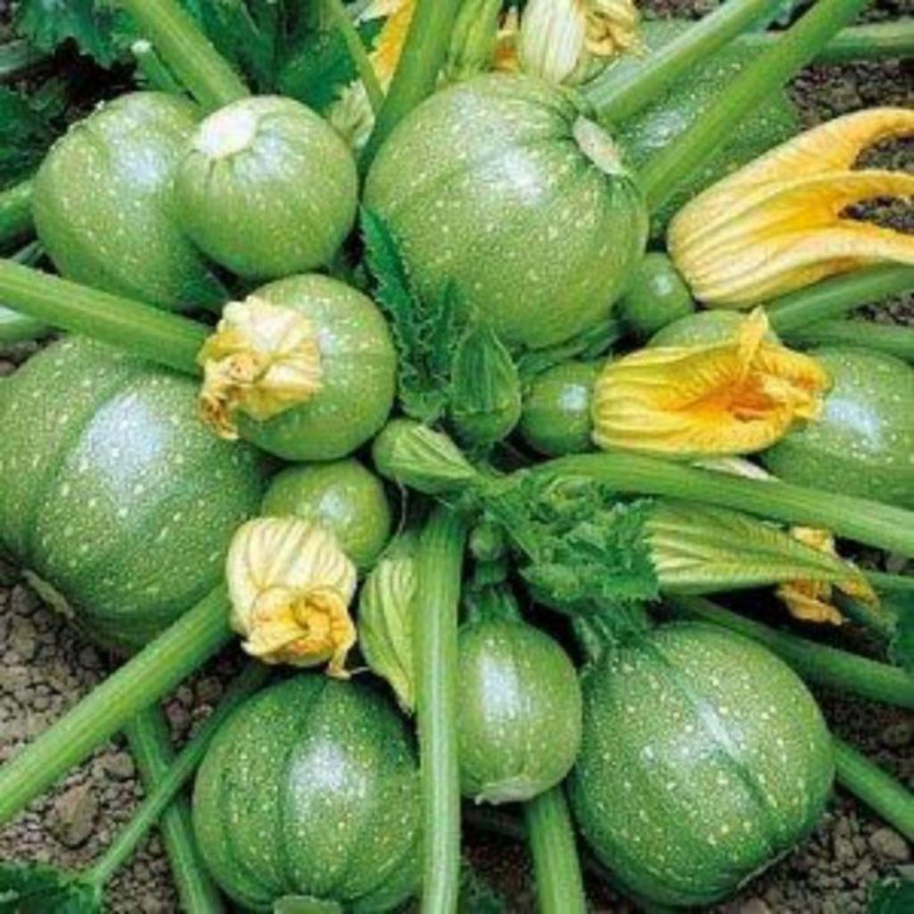Jual BENIH BIJI ZUCCHINI BULAT HIJAU ( ISI 5 BUTIR) | Shopee Indonesia