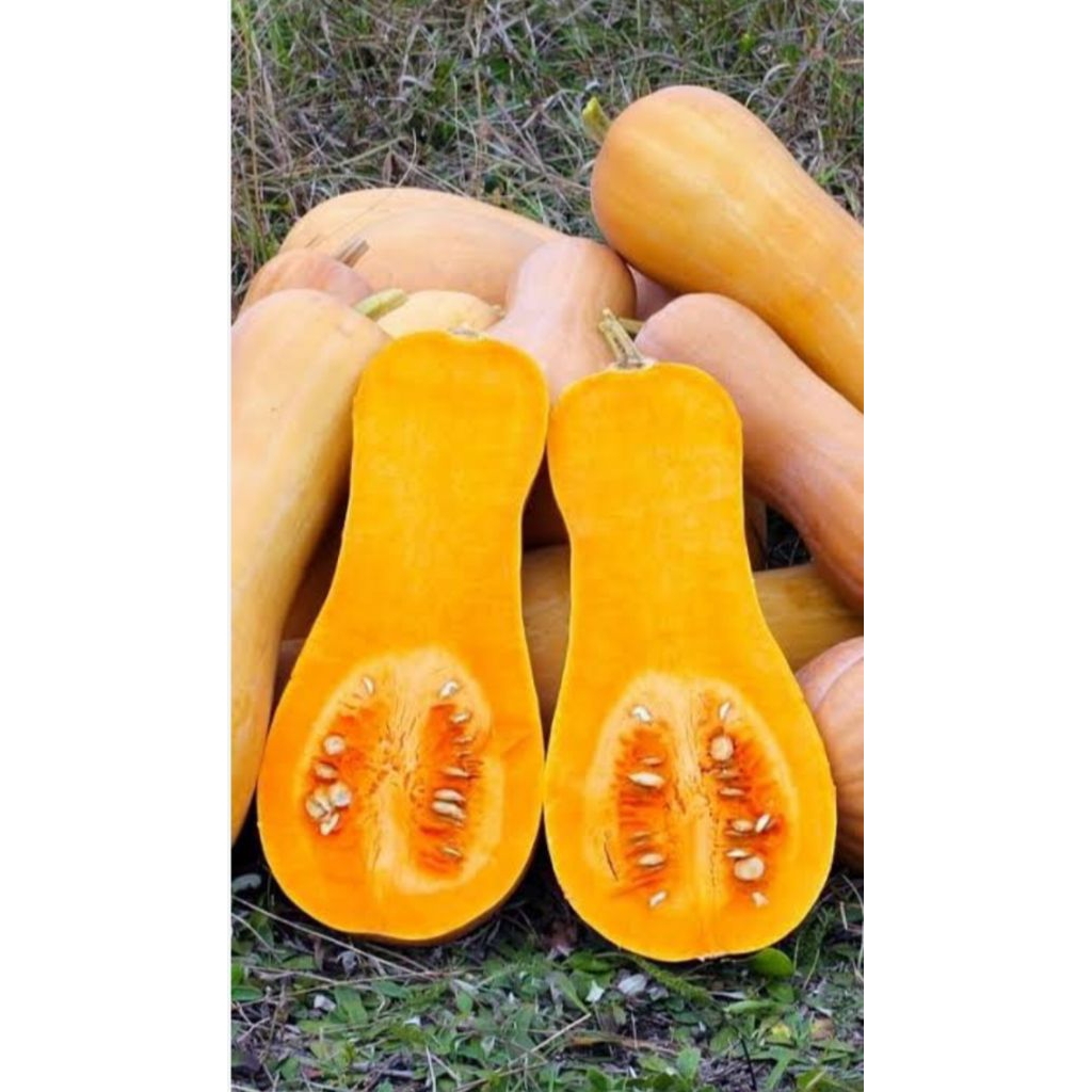 Jual LABU MADU 1 BUAH | Shopee Indonesia